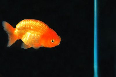 60的缸能養(yǎng)多少條蘭壽：60厘米的魚缸可以養(yǎng)3-4條成年蘭壽金魚 60的缸能養(yǎng)多少條蘭壽：60厘米的魚缸可以養(yǎng)3-4條成年蘭壽金魚 魚缸百科 第3張