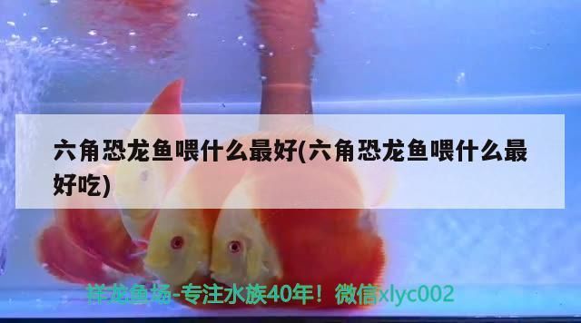 過濾魚缸怎么安裝視頻教學 過濾魚缸怎么安裝視頻教學大全