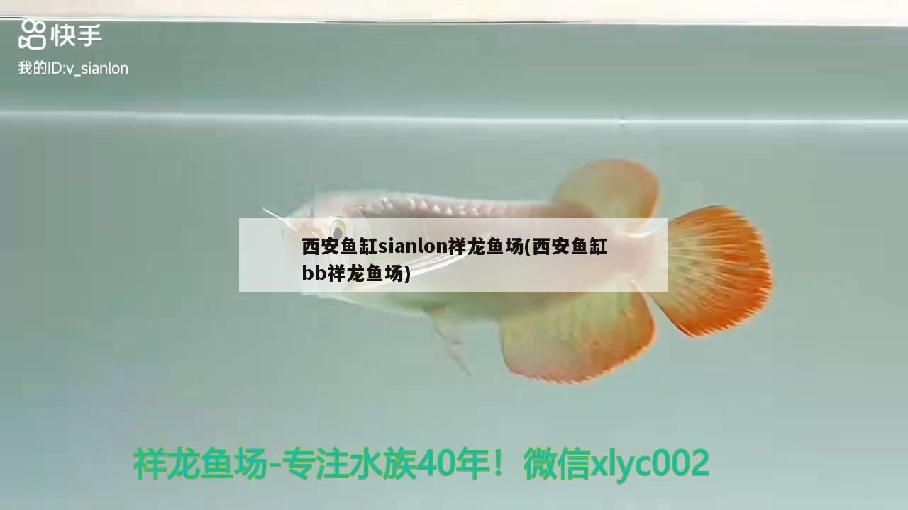 紅龍魚 西安魚缸sianlon祥龍魚場(西安魚缸bb祥龍魚場) vs祥龍魚場 西安魚缸sianlon祥龍魚場(西安魚缸bb祥龍魚場) 西安魚缸sianlon祥龍魚場(西安魚缸bb祥龍魚場) vs祥龍魚場