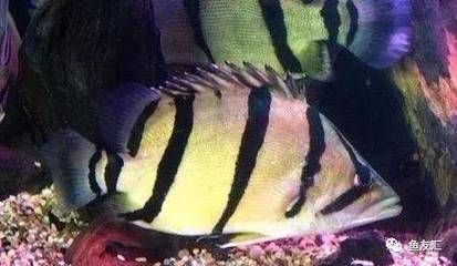 虎魚放沉木好不好：放沉木對虎魚有一些潛在的優點，養魚者需要權衡這些因素