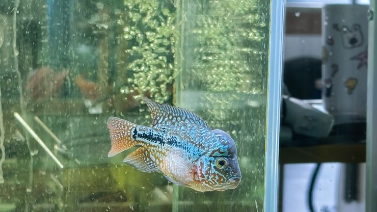 如何區分金龍魚和福臨門的系列產品，如何區分金龍魚和福臨門