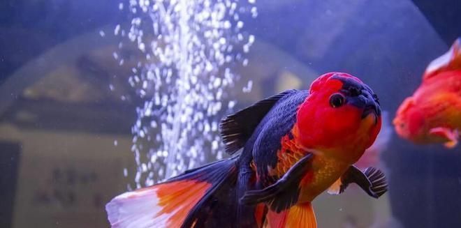 龍魚白點(diǎn)病和水霉病的區(qū)別在哪里vs祥龍魚場：祥龍魚場的龍魚品種介紹