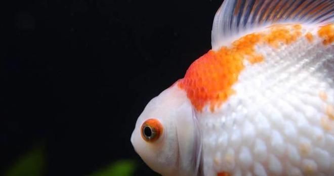 龍魚白點(diǎn)病和水霉病的區(qū)別在哪里vs祥龍魚場：祥龍魚場的龍魚品種介紹