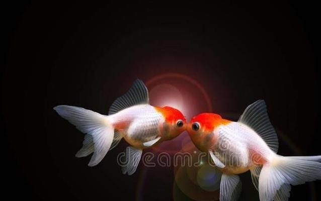 龍魚白點(diǎn)病和水霉病的區(qū)別在哪里vs祥龍魚場：祥龍魚場的龍魚品種介紹