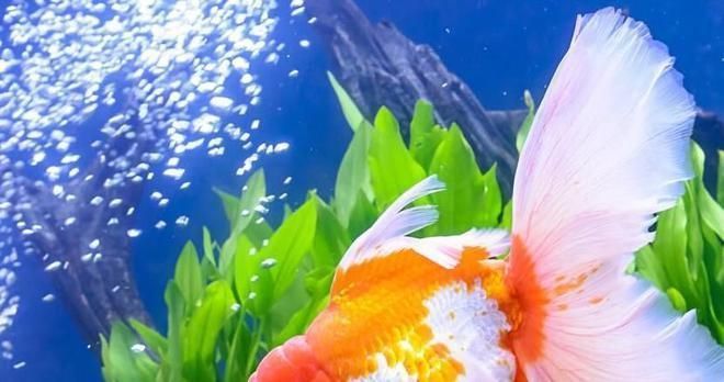 龍魚白點(diǎn)病和水霉病的區(qū)別在哪里vs祥龍魚場：祥龍魚場的龍魚品種介紹