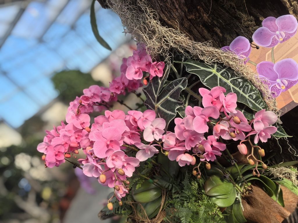 蘭花展不錯