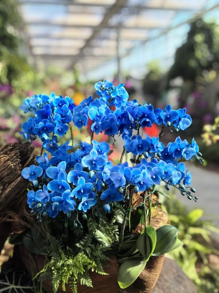 蘭花展不錯 蘭花展不錯 龍魚論壇 第4張