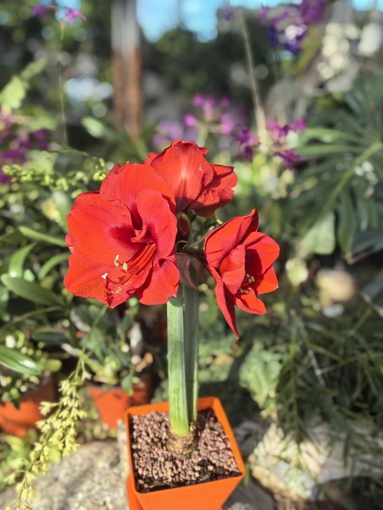 蘭花展不錯 蘭花展不錯 龍魚論壇 第6張