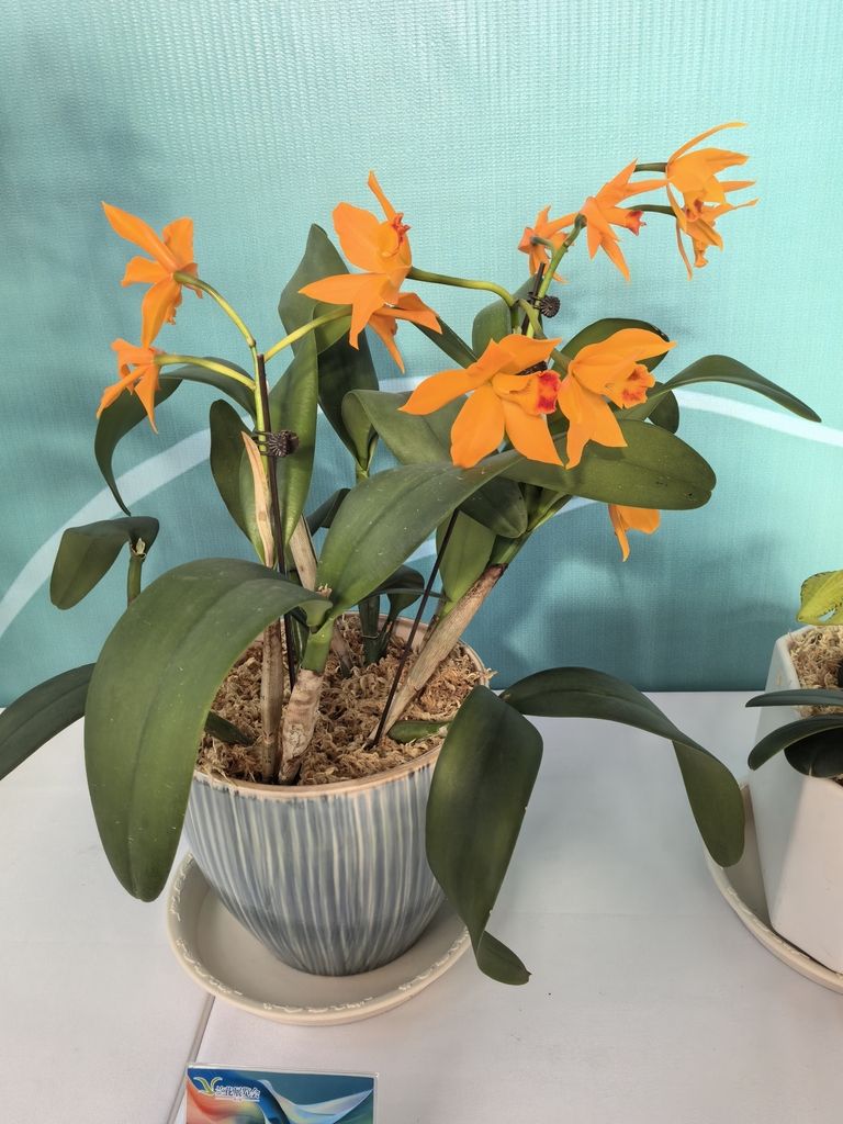 蘭花展不錯 蘭花展不錯 龍魚論壇 第8張