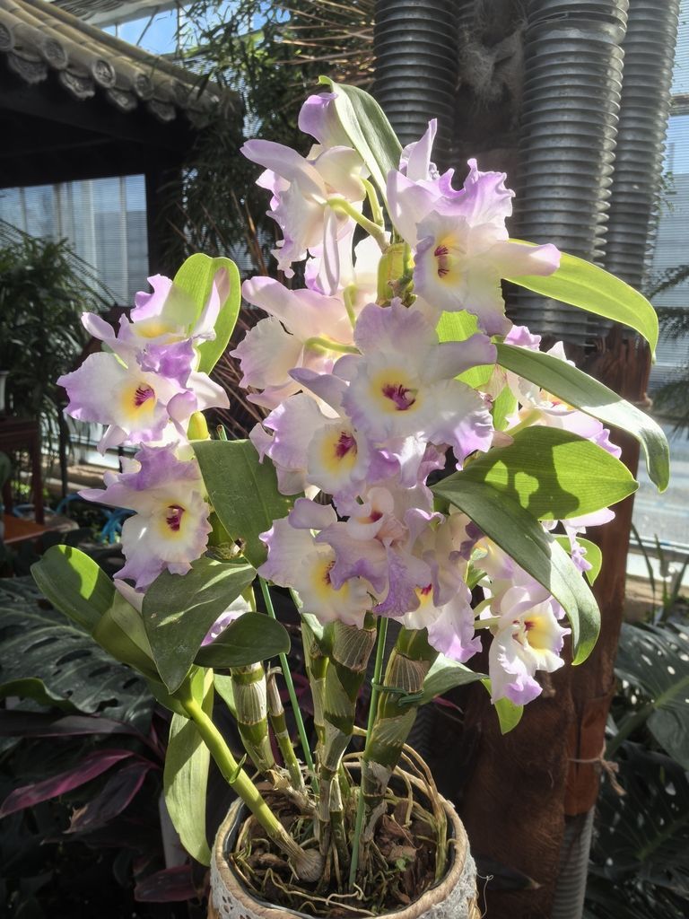 蘭花展不錯 蘭花展不錯 龍魚論壇 第9張