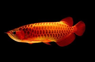 過背金龍魚苗圖片欣賞：過背金龍魚的圖片欣賞