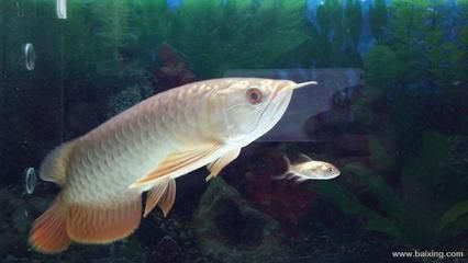 過背金龍魚苗圖片欣賞：過背金龍魚的圖片欣賞