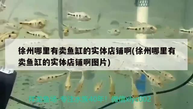 徐州哪里有賣魚缸的實體店鋪啊(徐州哪里有賣魚缸的實體店鋪啊圖片) 徐州哪里有賣魚缸的實體店鋪啊(徐州哪里有賣魚缸的實體店鋪啊圖片) 錦鯉魚百科