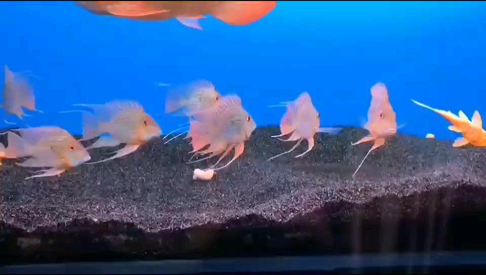 肇慶觀賞魚市場精品進口元寶鳳凰魚