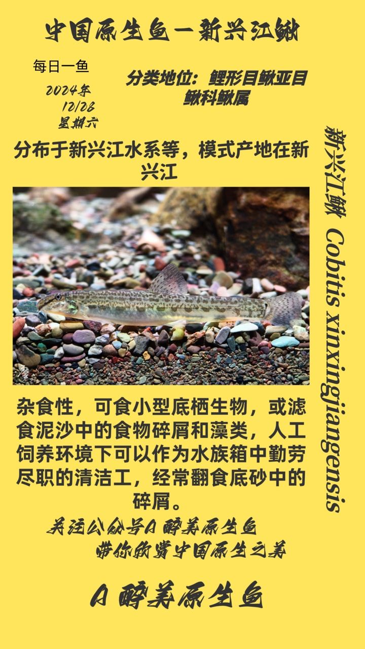 新興江鰍
