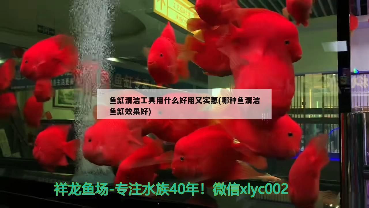 魚缸清潔工具用什么好用又實惠(哪種魚清潔魚缸效果好) 魚缸清潔工具用什么好用又實惠(哪種魚清潔魚缸效果好) 黃金貓魚百科