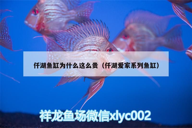 觀賞魚(yú) 仟湖魚(yú)缸為什么這么貴(仟湖愛(ài)家系列魚(yú)缸) 仟湖 仟湖魚(yú)缸為什么這么貴(仟湖愛(ài)家系列魚(yú)缸) 仟湖魚(yú)缸為什么這么貴(仟湖愛(ài)家系列魚(yú)缸) 仟湖