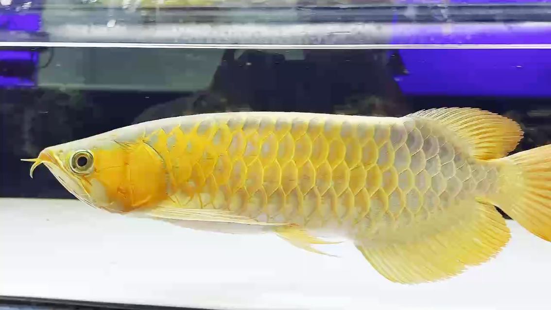 印尼綠皮紅龍45-48cm 印尼綠皮紅龍45-48cm 龍魚論壇