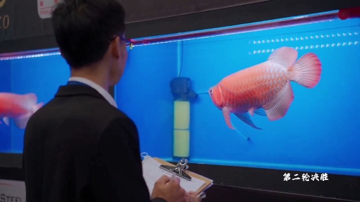 馬來西亞2024年第一屆MAFC龍魚爭霸賽(馬來西亞龍協會主辦)進行中