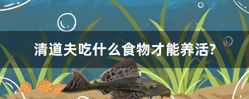 清道夫吃什么食物才能養活？