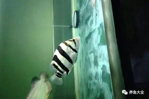 印虎魚能長多大的魚：印尼虎魚的體長可以繼續增長，但正確的飼養條件和管理技巧