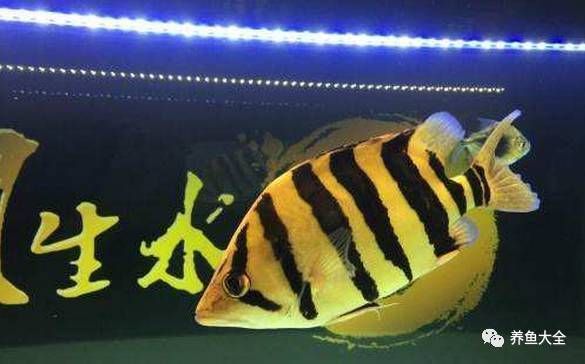 印虎魚能長多大的魚：印尼虎魚的體長可以繼續增長，但正確的飼養條件和管理技巧