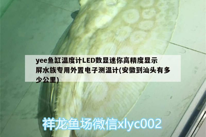 yee魚(yú)缸溫度計(jì)LED數(shù)顯迷你高精度顯示屏水族專用外置電子測(cè)溫計(jì)(安徽到汕頭有多少公里) yee魚(yú)缸溫度計(jì)LED數(shù)顯迷你高精度顯示屏水族專用外置電子測(cè)溫計(jì)(安徽到汕頭有多少公里) yee