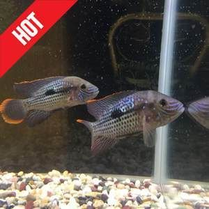 白子關刀魚壽命（白子關刀魚的壽命一般在5到7年左右，可以活到十年）