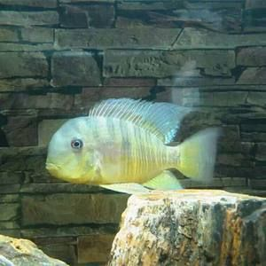 白子關刀魚壽命（白子關刀魚的壽命一般在5到7年左右，可以活到十年）
