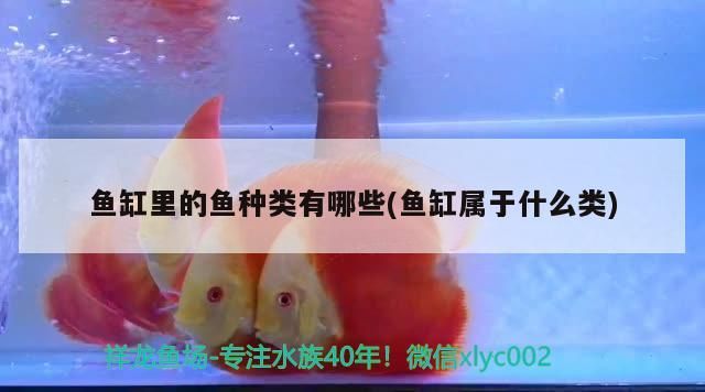 魚缸里的魚種類有哪些(魚缸屬于什么類)