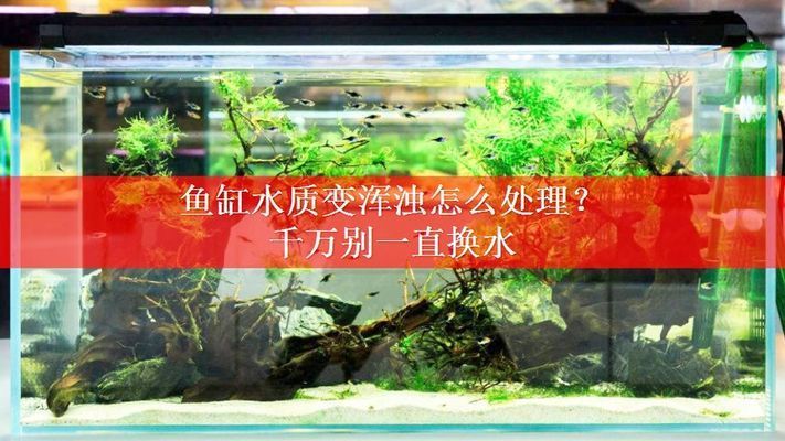 吉印刀鋒龍魚用行不行(吉印刀鋒s能爆藻嗎)