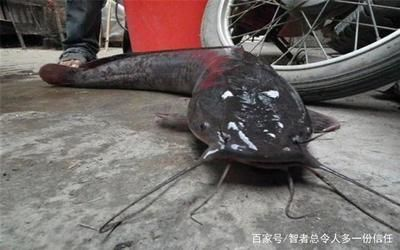非洲鯰魚（非洲鯰魚是一種怎樣的存在？） 非洲鯰魚（非洲鯰魚是一種怎樣的存在？） 仟湖 第4張