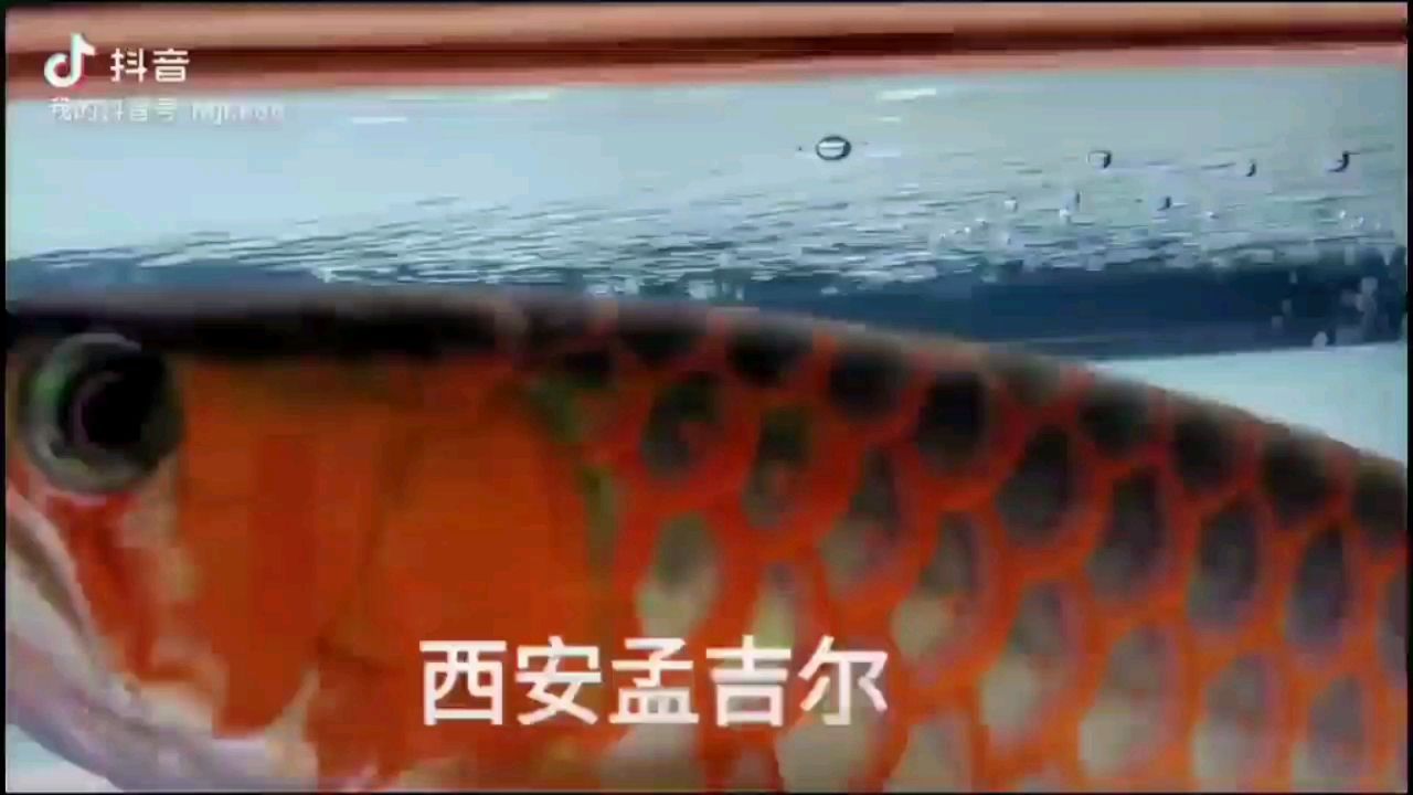 孟吉爾·萬(wàn)吉 孟吉爾·萬(wàn)吉 廣州孟吉爾 第2張