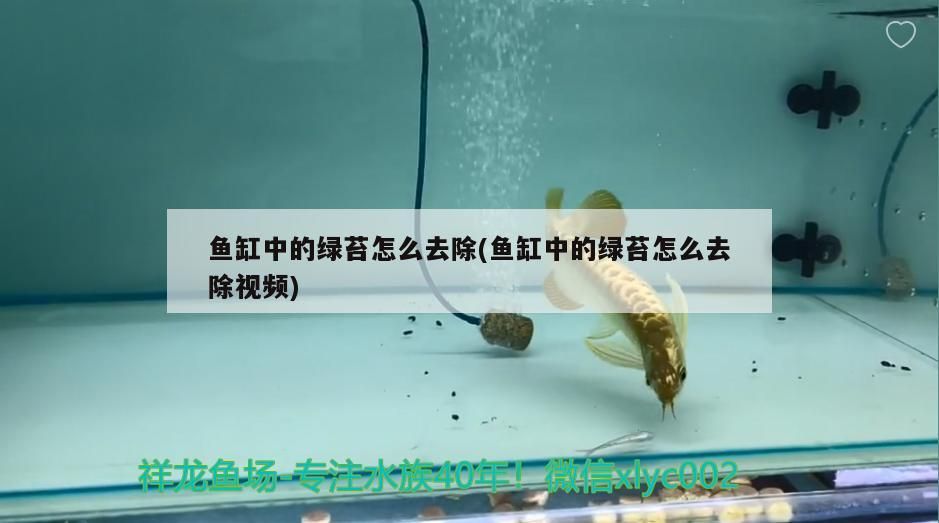 魚缸氣泵放在什么位置 魚缸的氣泵是干什么用的