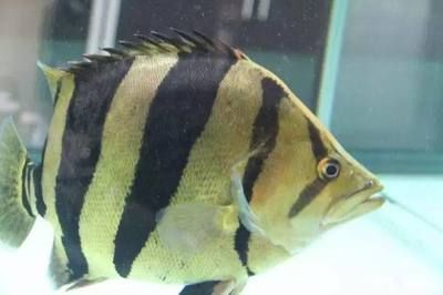 十二公分的虎魚(yú)一天吃多少:十二公分的虎魚(yú)一天吃多少公分的虎魚(yú)一天吃多少 虎魚(yú)百科 第2張 十二公分的虎魚(yú)一天吃多少:十二公分的虎魚(yú)一天吃多少公分的虎魚(yú)一天吃多少 十二公分的虎魚(yú)一天吃多少:十二公分的虎魚(yú)一天吃多少公分的虎魚(yú)一天吃多少 虎魚(yú)百科 第2張