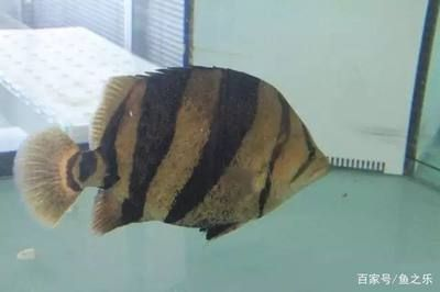 十二公分的虎魚(yú)一天吃多少：十二公分的虎魚(yú)一天吃多少公分的虎魚(yú)一天吃多少 十二公分的虎魚(yú)一天吃多少：十二公分的虎魚(yú)一天吃多少公分的虎魚(yú)一天吃多少 虎魚(yú)百科 第3張
