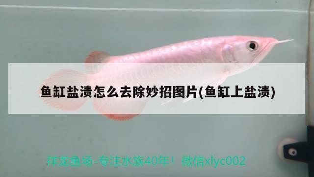 魚缸鹽漬怎么去除妙招圖片(魚缸上鹽漬) 魚缸鹽漬怎么去除妙招圖片(魚缸上鹽漬) iwish愛唯希品牌魚缸