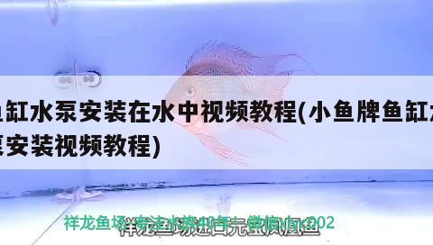 扶溝縣亞杰觀賞魚店 全國水族館企業名錄 第2張 扶溝縣亞杰觀賞魚店 扶溝縣亞杰觀賞魚店 全國水族館企業名錄 第2張