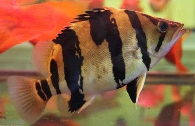 虎魚吃食階段是什么：關(guān)于虎魚吃食階段的詳細描述