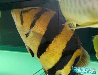 虎魚50厘米：虎魚的尺寸可以從幾厘米到幾十厘米到幾十厘米不等