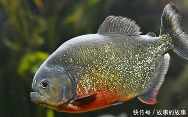 虎魚50厘米：虎魚的尺寸可以從幾厘米到幾十厘米到幾十厘米不等