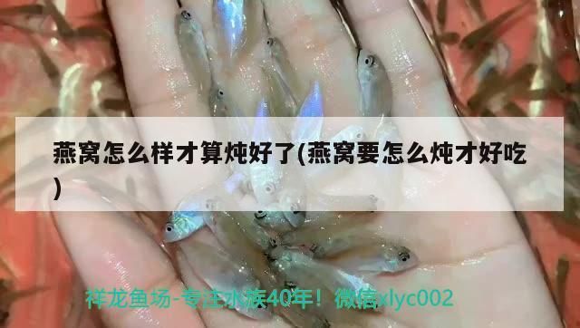 寶藍鳳凰魚怎么分公母(元寶鳳凰魚怎么分公母) 元寶鳳凰魚百科 第2張 寶藍鳳凰魚怎么分公母(元寶鳳凰魚怎么分公母) 寶藍鳳凰魚怎么分公母(元寶鳳凰魚怎么分公母) 元寶鳳凰魚百科 第2張