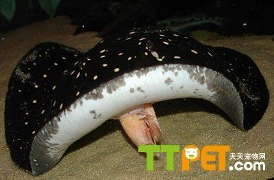 魟魚腸胃炎打什么針：魟魚腸胃炎怎么辦 魟魚腸胃炎打什么針：魟魚腸胃炎怎么辦 魟魚百科 第3張