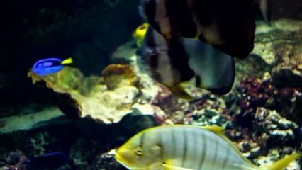 水族館一般賣什么魚：水族館的魚類種類及其特色