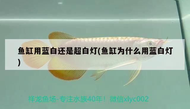 玉石能放魚缸里嗎視頻（玉石魚缸可以養魚嗎） 玉石能放魚缸里嗎視頻（玉石魚缸可以養魚嗎） iwish愛唯希品牌魚缸