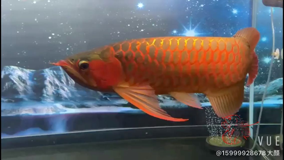 孟吉爾～孟吉爾紅外線F1上色強