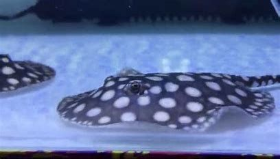 白子魟魚怎么養：白子魟魚怎么養白子魟魚飼養注意事項