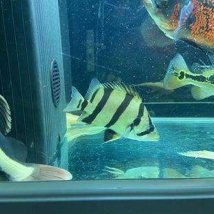 三紋虎魚飼料品牌用戶評價，三紋虎魚飼料品牌對比評測三紋虎魚飼料價格區間查詢