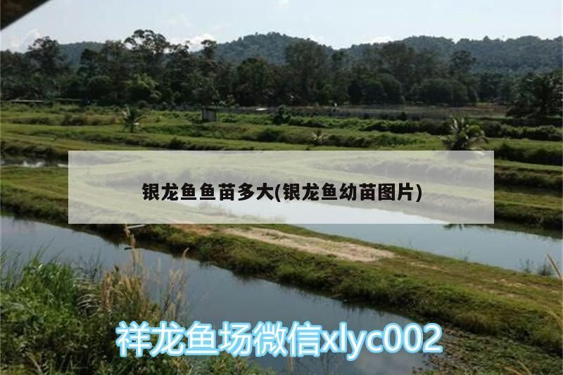 銀龍魚魚苗多大(銀龍魚幼苗圖片)