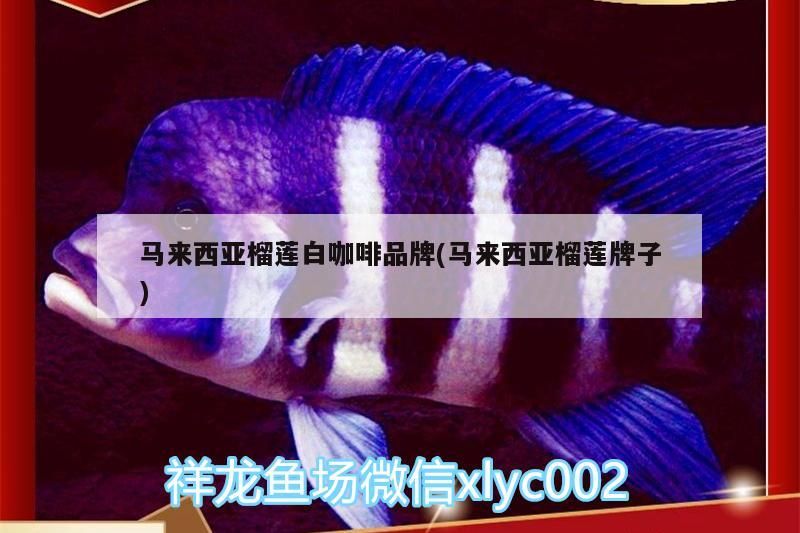 馬來西亞榴蓮白咖啡品牌(馬來西亞榴蓮牌子)